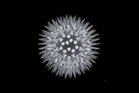 papilloma virus